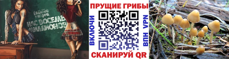Галлюциногенные грибы GOLDEN TEACHER дарнет шоп Геленджик